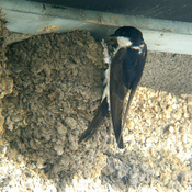 House Martin